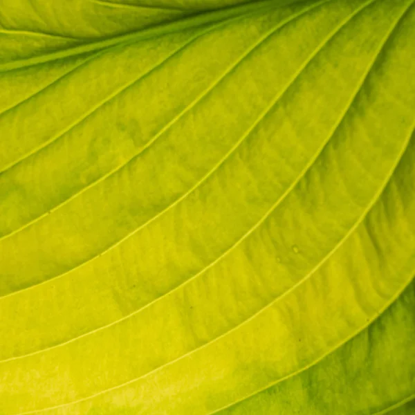 Foglia Verde Isolata Teh Bianco — Foto Stock