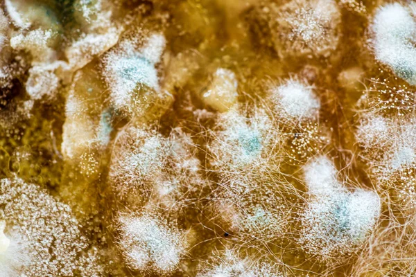 Mold Food Closeup Texture — Stock Photo, Image