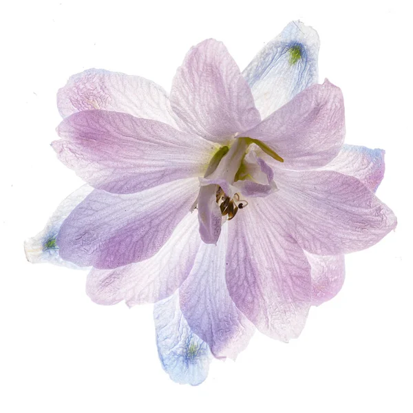Λουλούδι Ντελφίνιο Απομονωμένο Στο Λευκό Φόντο Κοντινό — Φωτογραφία Αρχείου
