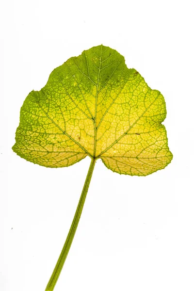 Grönt Löv Den Vita Bakgrunden Närbild — Stockfoto