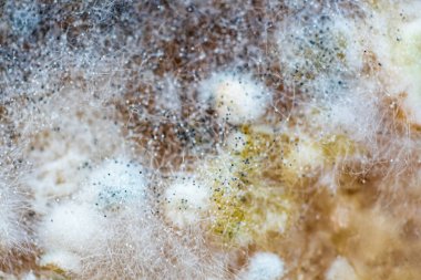 Gıda üzerinde kalıp, doku için closeup, yakın çekim