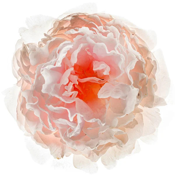 白色背景上的粉红色牡丹花 — 图库照片