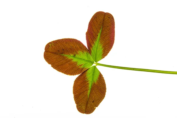 Hoja Trébol Sobre Fondo Blanco Cerca —  Fotos de Stock