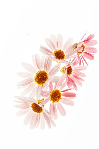 Daisy Flowers Geïsoleerd Witte Achtergrond — Stockfoto