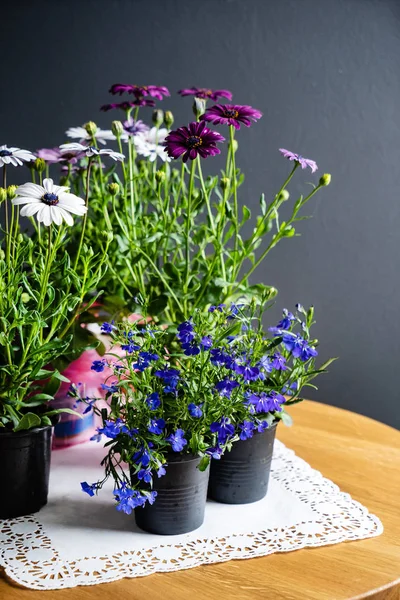 Flores Verão Brilhantes Nos Vasos — Fotografia de Stock