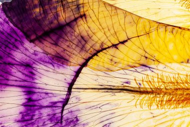 Beyaz arka planda iris yaprağı 