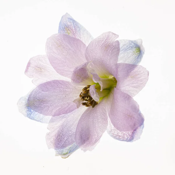 在白色背景上隔离的菊花 — 图库照片