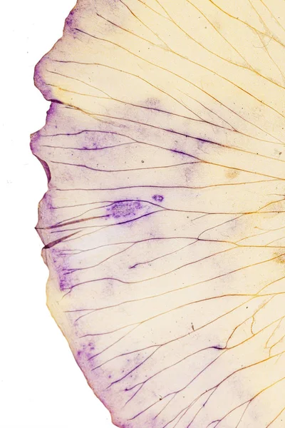 Beyaz Arka Plan Üzerinde Iris Yaprağı Yakın — Stok fotoğraf