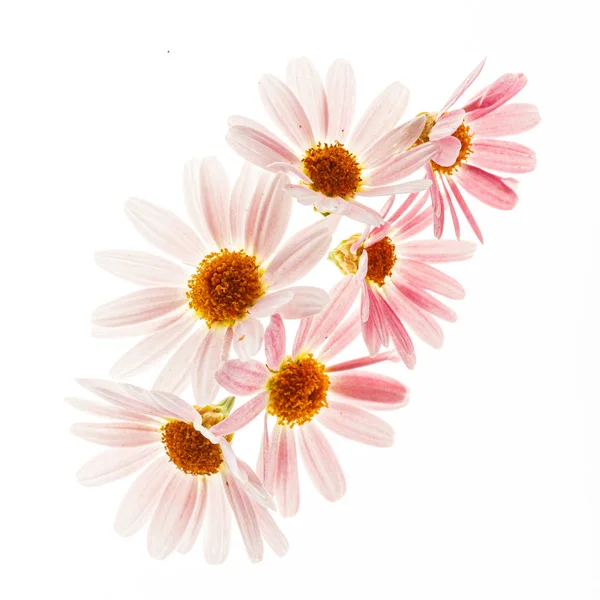 Roze Daisy Flowers Witte Achtergrond — Stockfoto