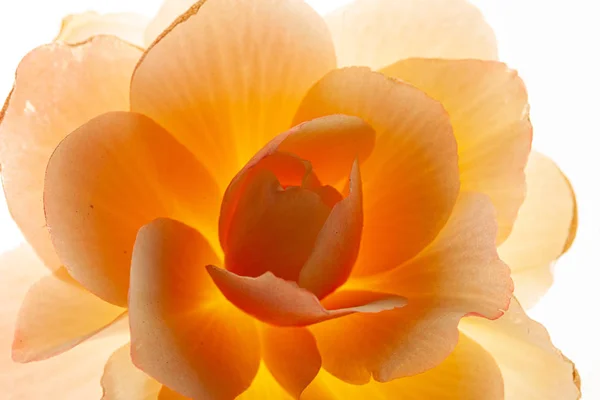 Mooie Begonia Bloem Witte Achtergrond — Stockfoto