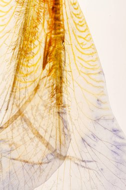 Beyaz arka planda iris yaprağı 