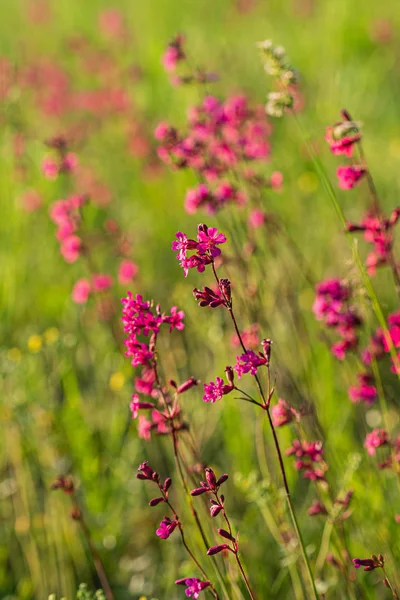 Prado Verão Com Flores Rosa — Fotografia de Stock
