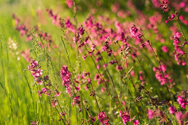 Summer Meadow Pink Flowers — Stock Photo, Image