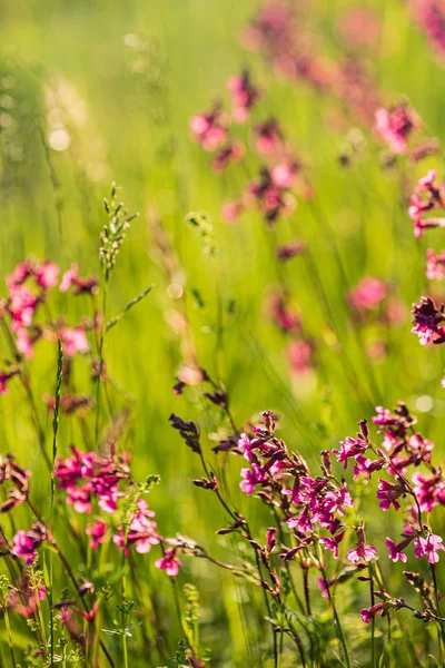 Prado Verão Com Flores Rosa — Fotografia de Stock