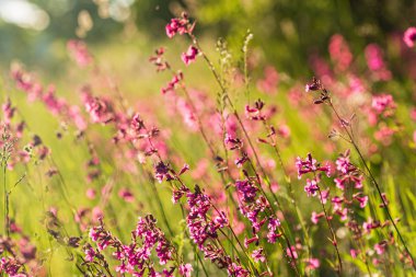 Pembe çiçekli yaz çayırı