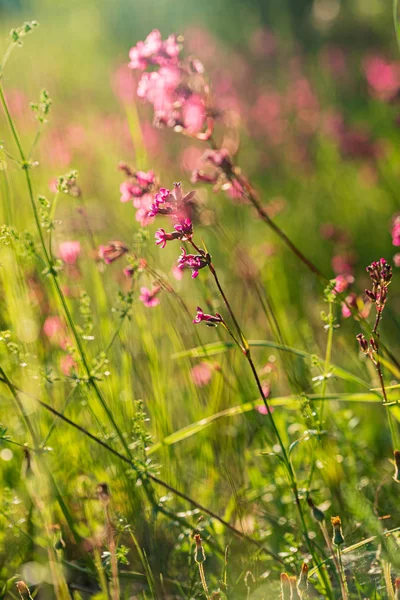 ピンクの花で夏の牧草地 — ストック写真