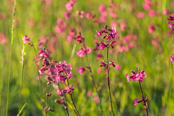 Pembe Çiçekli Yaz Çayırı — Stok fotoğraf