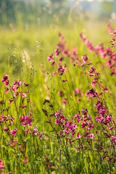 Pembe Çiçekli Yaz Çayırı — Stok fotoğraf