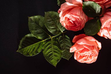 siyah arka plan üzerine pembe güller