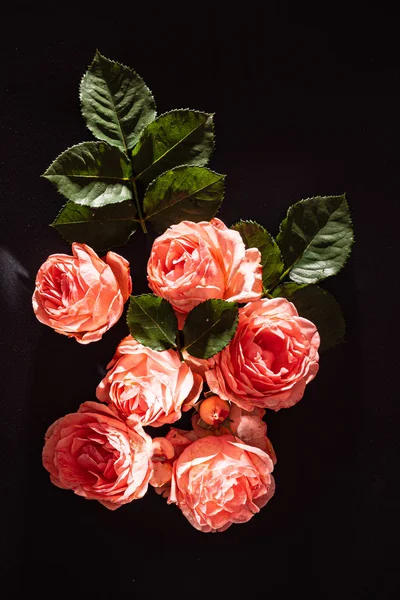 Рожеві Троянди Чорному Тлі — стокове фото