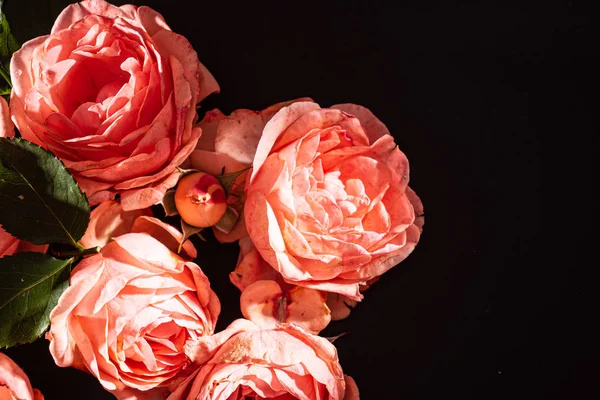 黑色背景上的粉红玫瑰 — 图库照片
