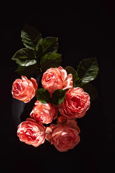 Roses Fraîches Sur Fond Noir — Photo