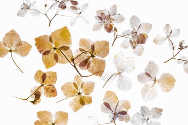 Beyaz arka plan üzerinde izole pembe ortanca çiçek