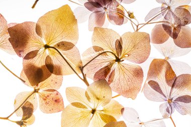 Beyaz arka plan üzerinde izole pembe ortanca çiçek