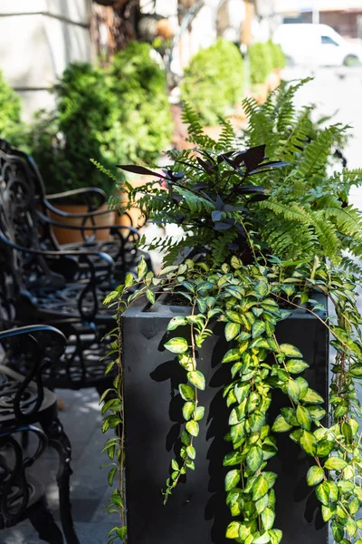 ポットの素敵な屋外植物 — ストック写真