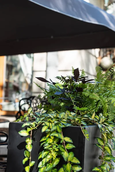 Bonitas Plantas Aire Libre Olla — Foto de Stock