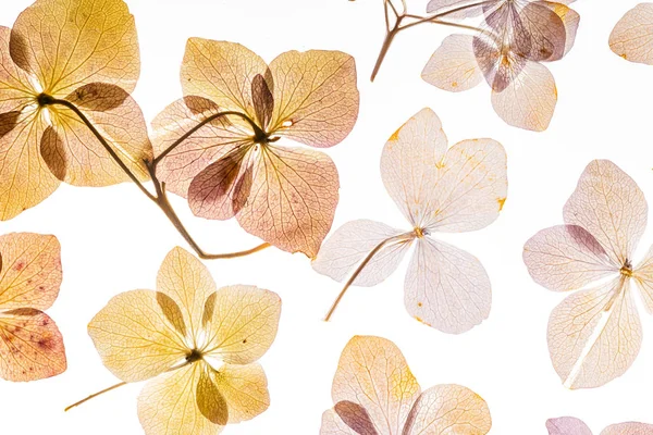 Fleurs Hortensia Rose Isolées Sur Fond Blanc — Photo