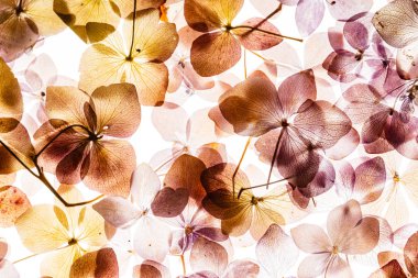 Beyaz arka plan üzerinde izole pembe ortanca çiçek