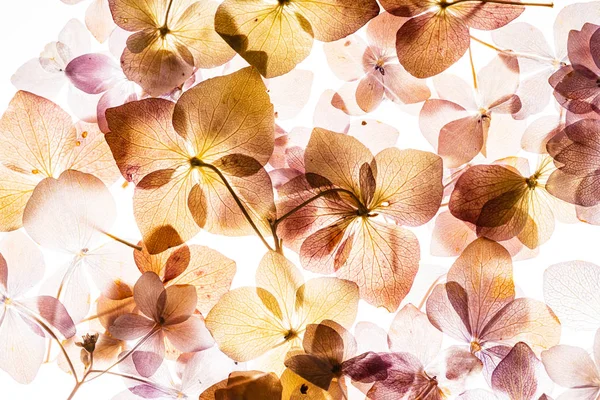 Fleurs Hortensia Rose Isolées Sur Fond Blanc — Photo