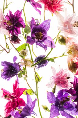 Beyaz arka planda aquilegia çiçekleri