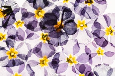 kuru çuha çiçeği, yakın