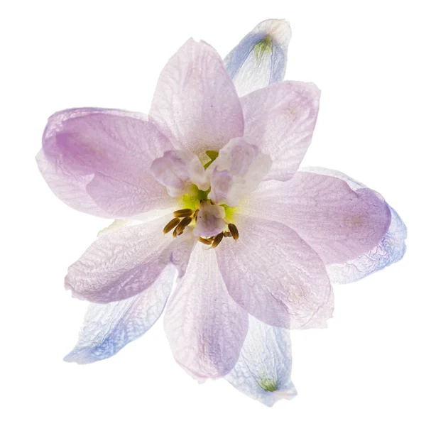 Kwiat Delphinium Izolowany Białym Tle — Zdjęcie stockowe