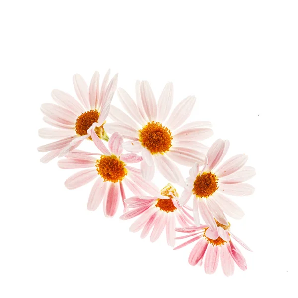 Daisy Flowers Witte Achtergrond — Stockfoto