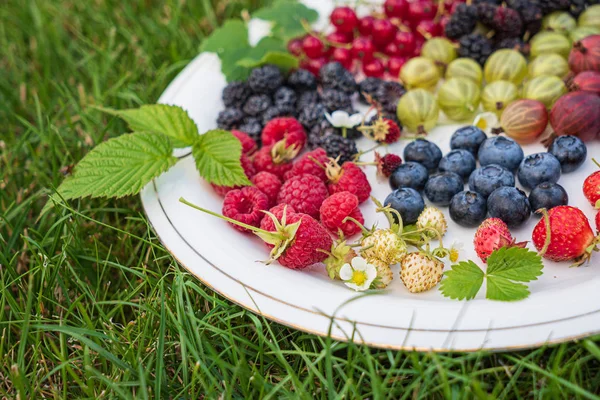 Different Kinds Berries White Plate — Stock Photo, Image
