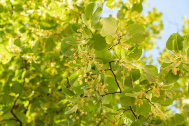 ıhlamur çiçek yakın çekim
