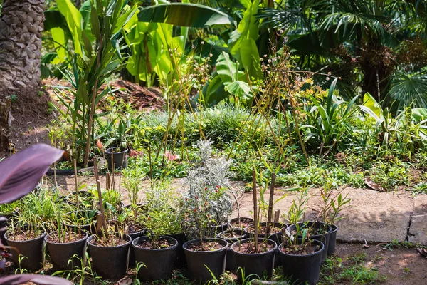 Plants Pots Greenhouse — Stock Photo, Image