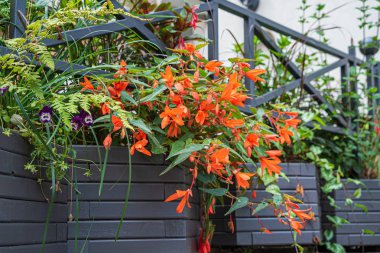 konteyner güzel çiçekler, yakın