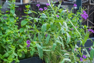 bahçede kaplarda güzel çiçekler