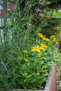 bahçede kaplarda güzel çiçekler