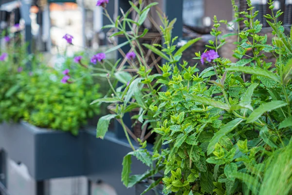 Mooie Bloemen Containers Tuin — Stockfoto