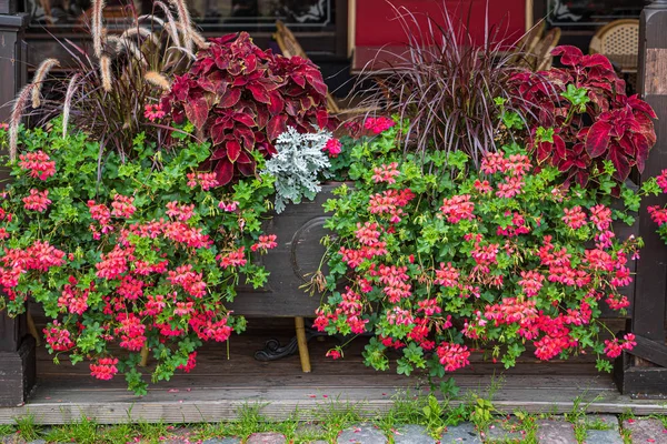 Schöne Blumen Den Kübeln Garten — Stockfoto