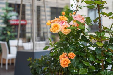 bahçede kaplarda güzel çiçekler