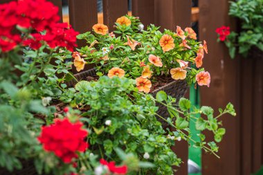 bahçede kaplarda güzel çiçekler