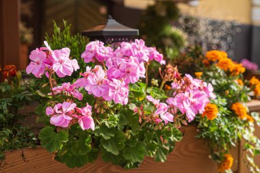 Kutularda güzel çiçekler var.