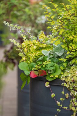 bahçede kaplarda güzel çiçekler