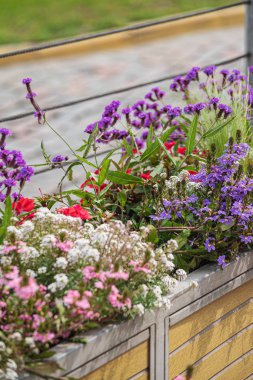 bahçede kaplarda güzel çiçekler